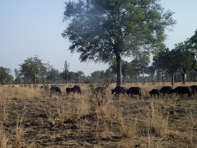 Zambia 040